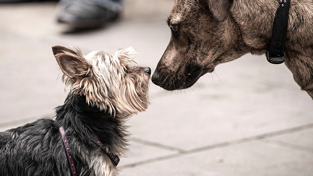 Perritos Barcelona